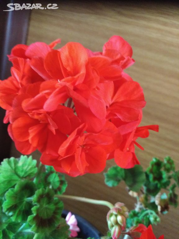 Pelargonie červeno-oranžová