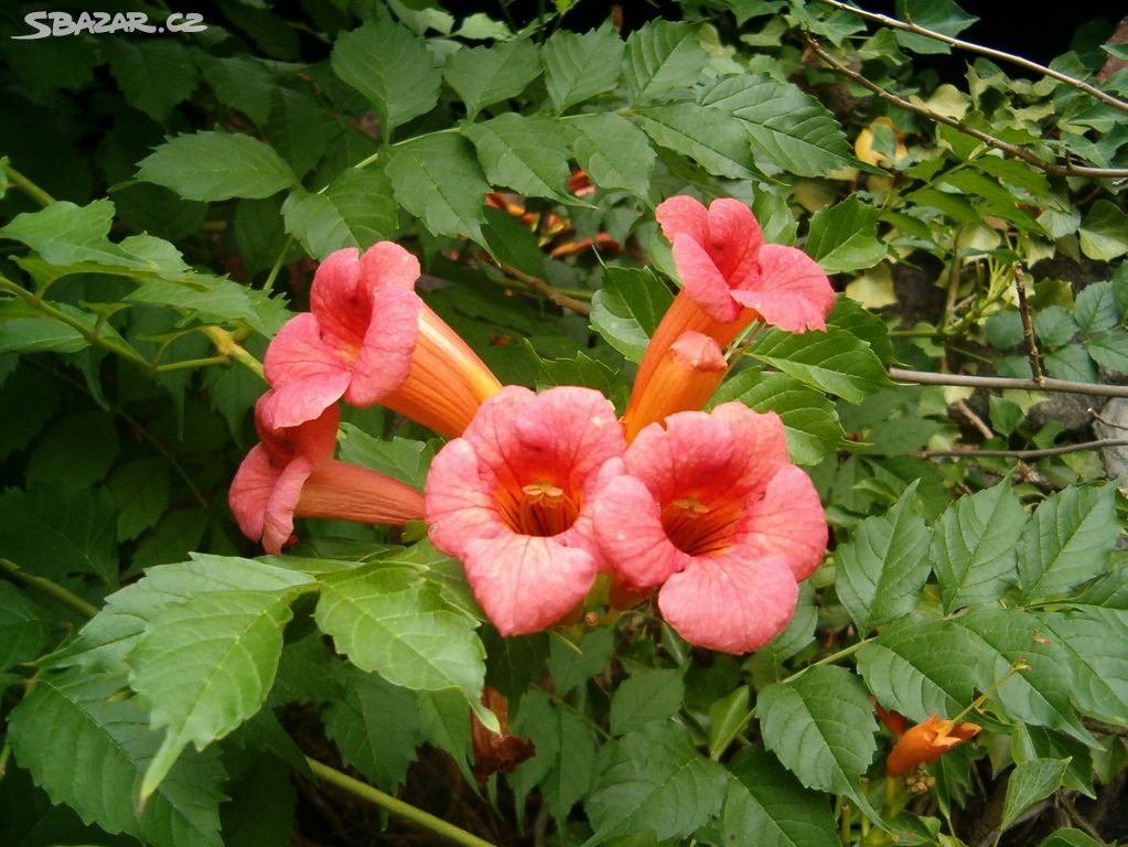Trubač kořenující (Campsis radicans) - 30 - 40 cm