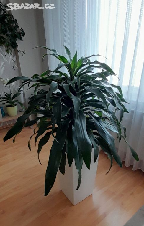 Vysoká živá rostlina dracena fragrans