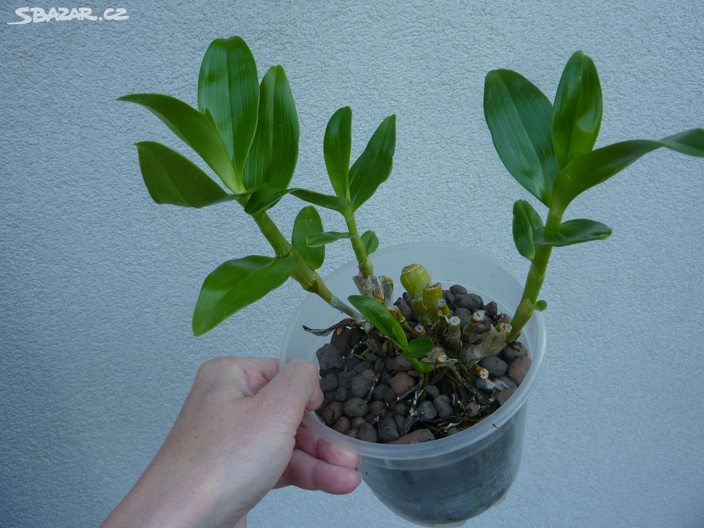 Dendrobium - pokojová rostlina