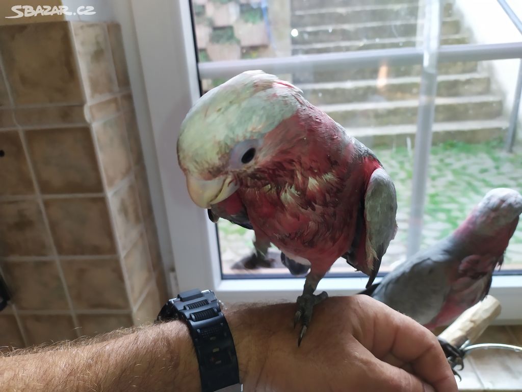 Kakadu růžový, Amazoňan modročelý