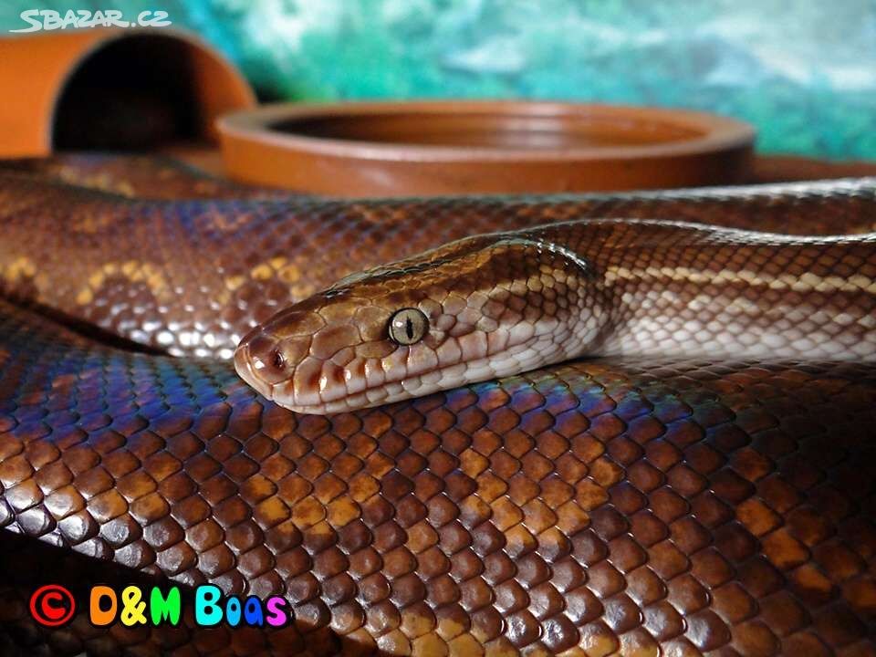 Epicrates cenchria crassus, Paraguayan Rainbow Boa