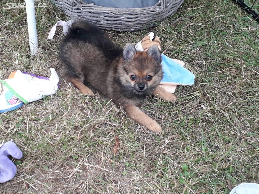 Nádherná Fenečka NŠ / Pomeranian