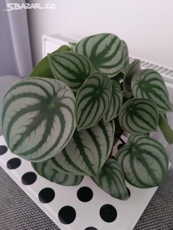 Peperomia watermeloon