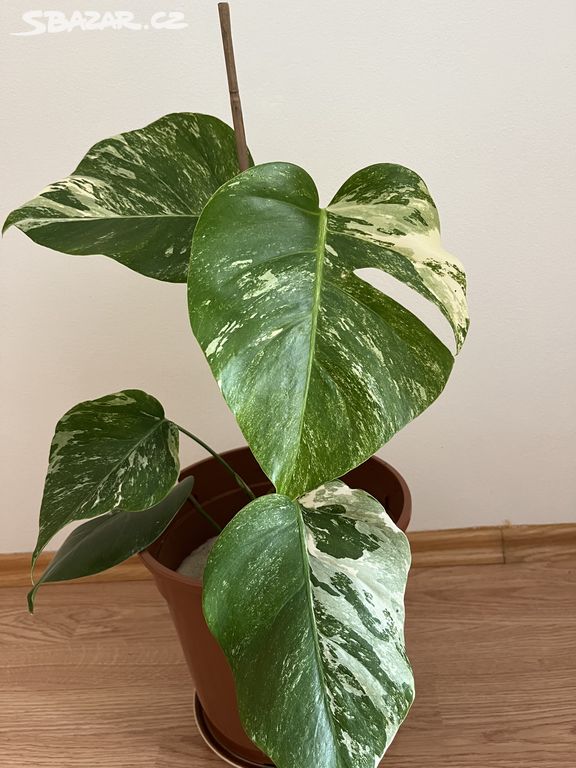 Monstera deliciosa albo variegata