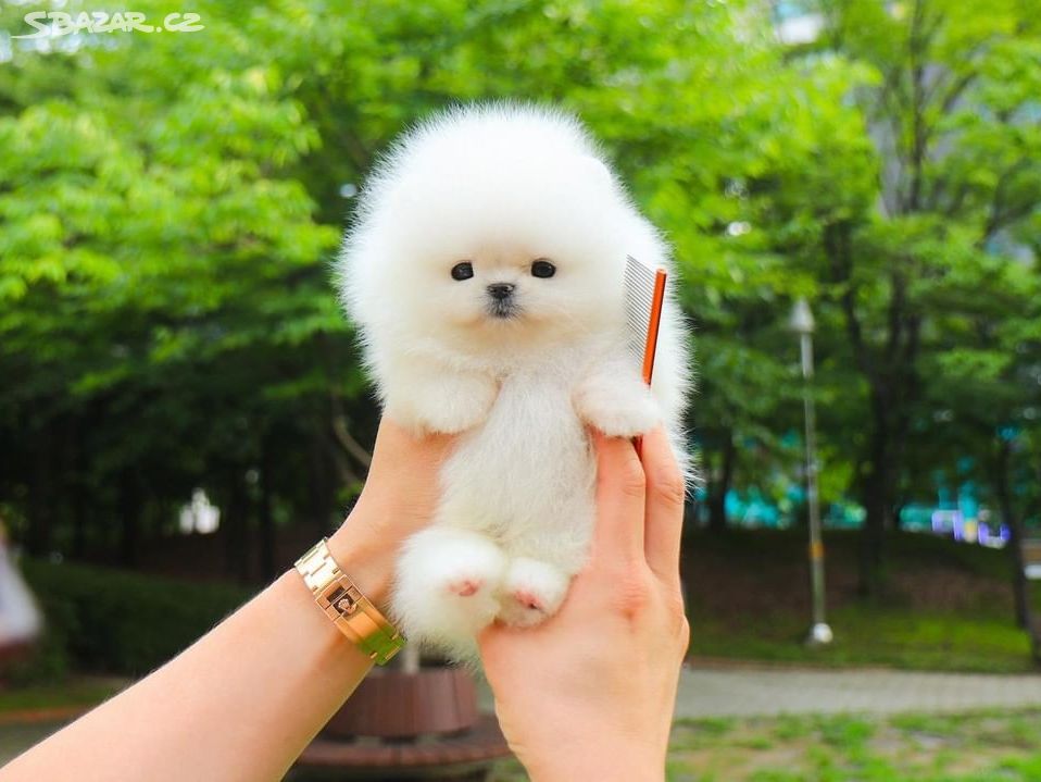 Pomeranian s PP(FCI)