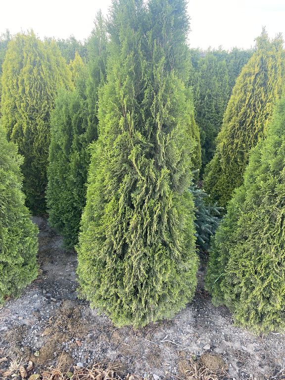 Thuja smaragd