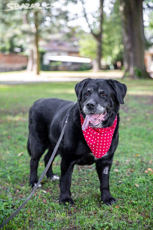 DUSTY - 43 kg, kastrovaný psík 9 let