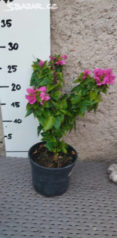 Bougenvillea Pink Pixie