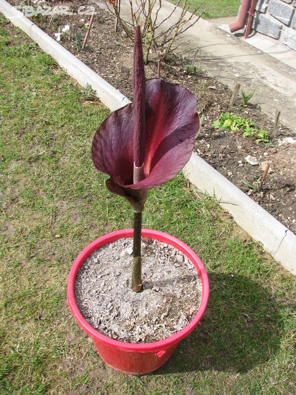 Zmijovec (Amorphophallus)