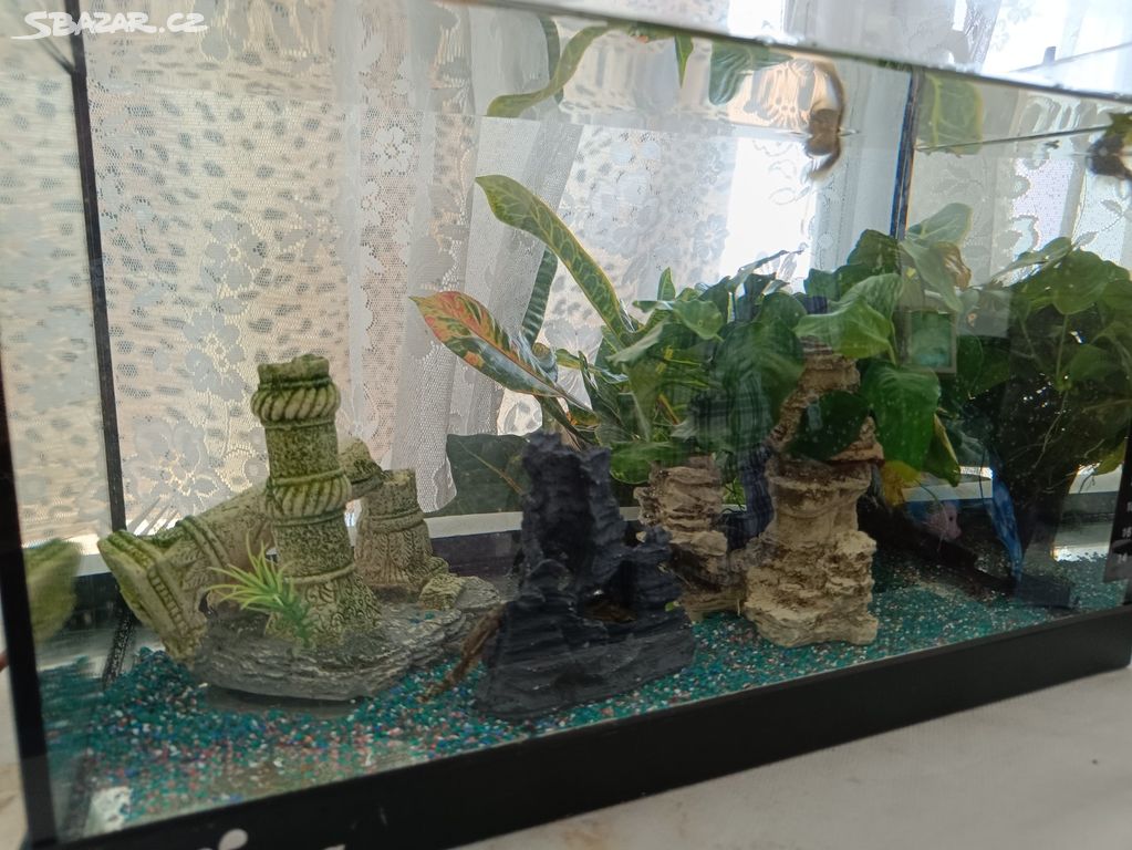 Ancistrus a vybavené akvarium