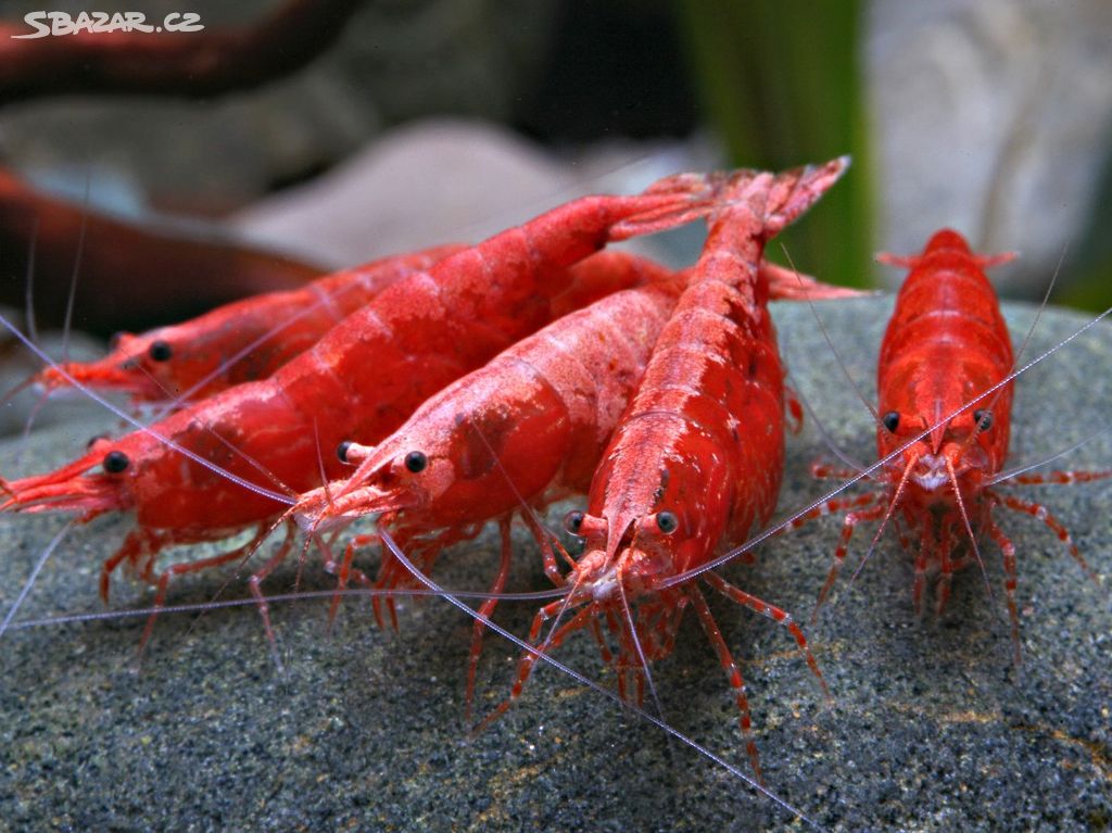 Krevetky - Red cherry - Neocaridina Davidi