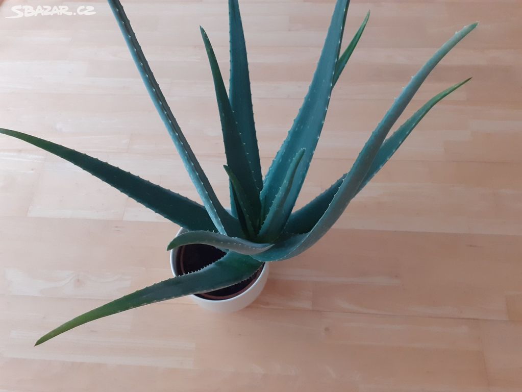 Aloe 7lete