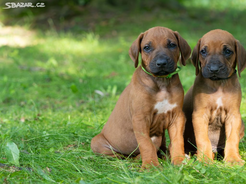 Štěně Rhodéský Ridgeback s PP