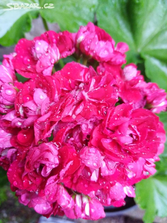 Pelargonie růžičkokvětá Plum Rambler