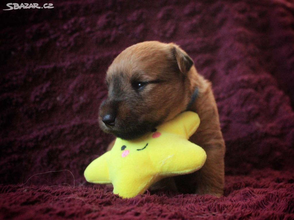 Irish soft coated wheaten teriér