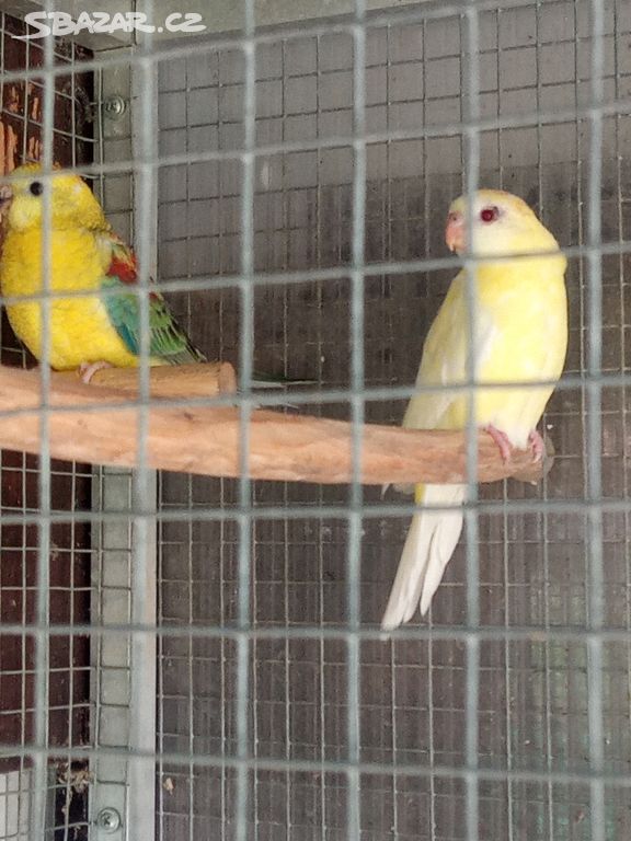 papoušky