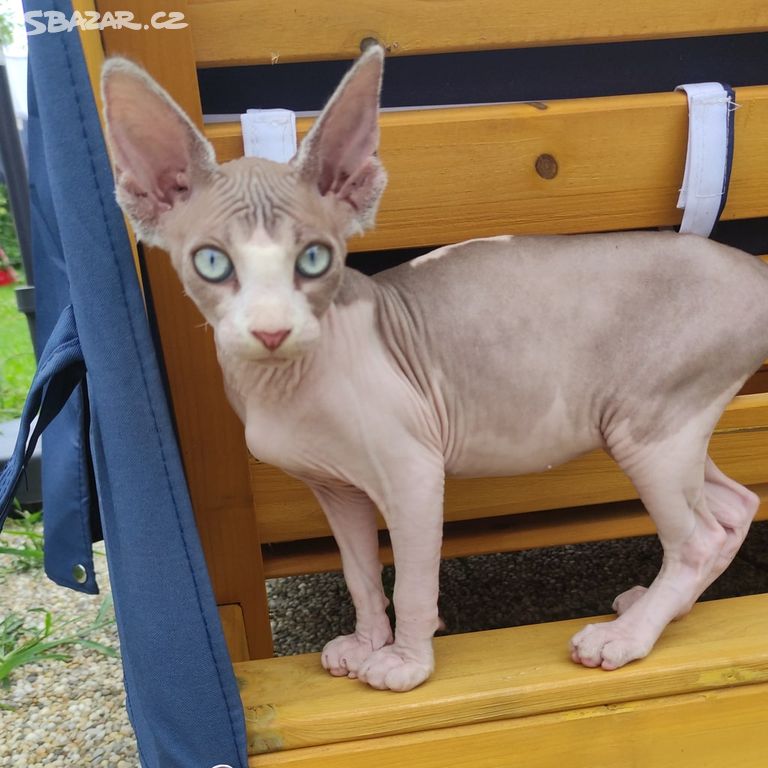 Kanadský sphynx koťátka