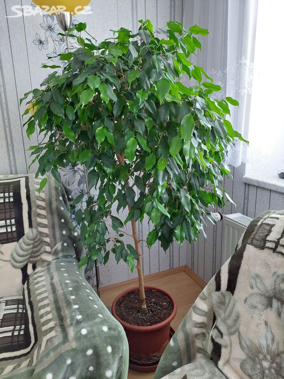 Fíkovník drobnolistý (Ficus Benjamina) - 155cm