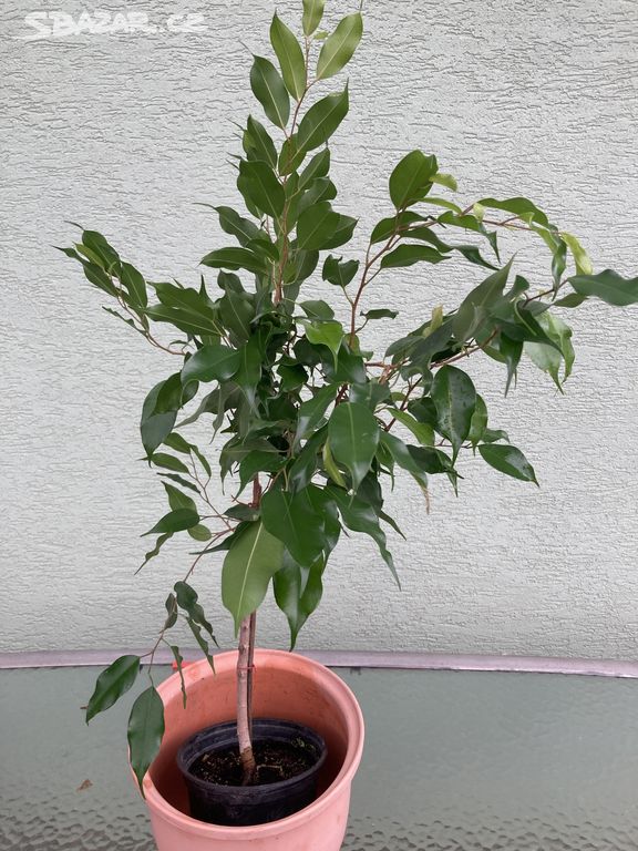 ficus benjamina