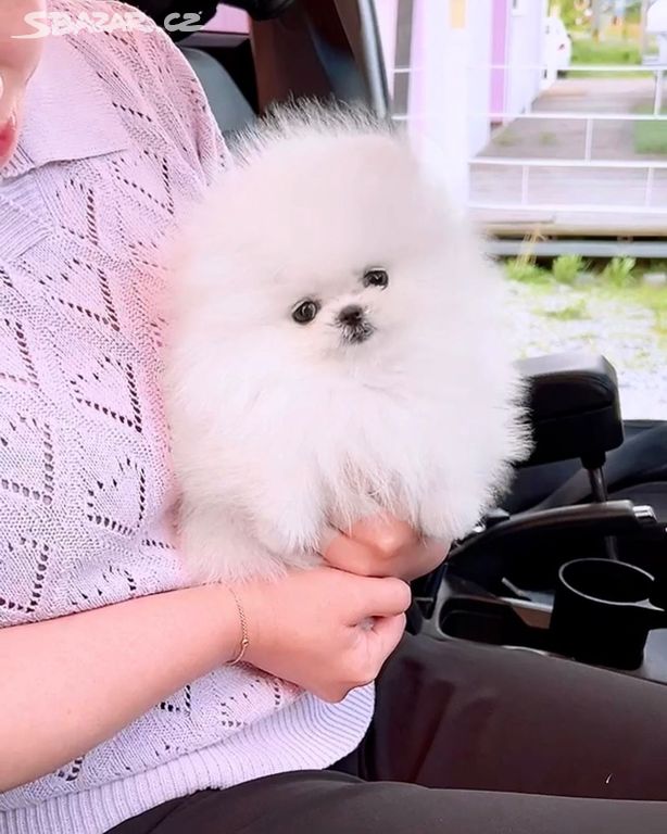 Pomeranian s PP