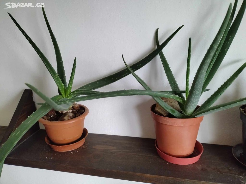 Aloe Vera