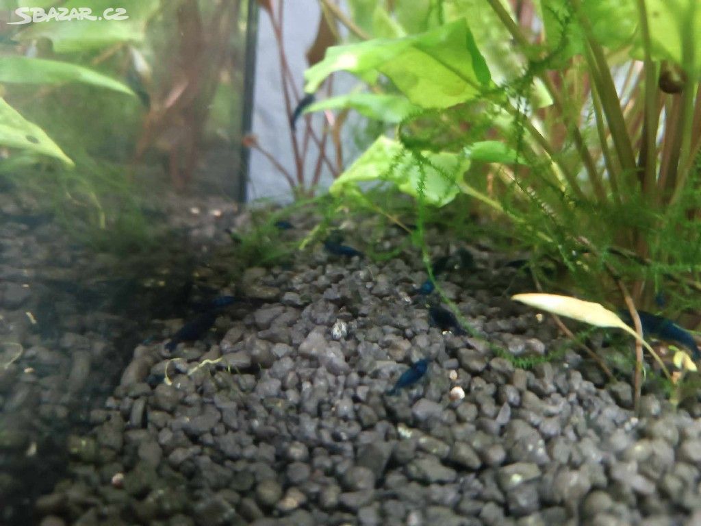 Akvarijní krevety neocaridina davidi blue dream