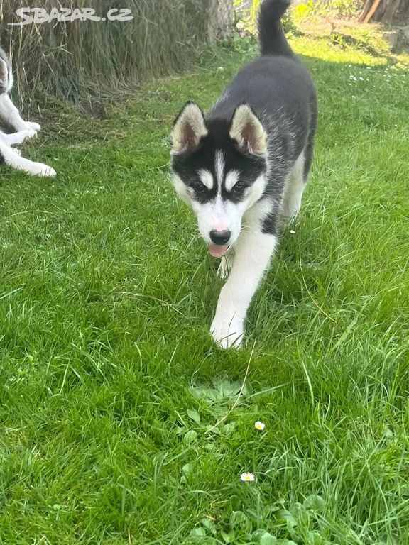 Sibiřský husky na prodej bez PP