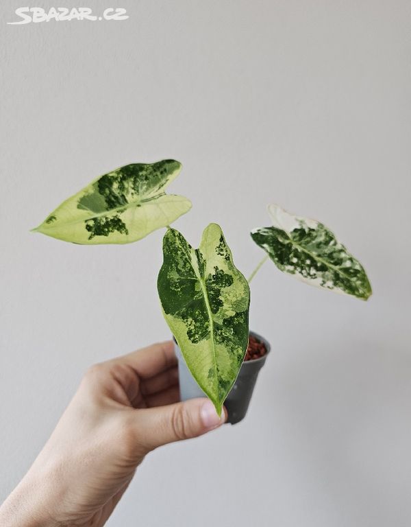 Alocasia Frydek variegata