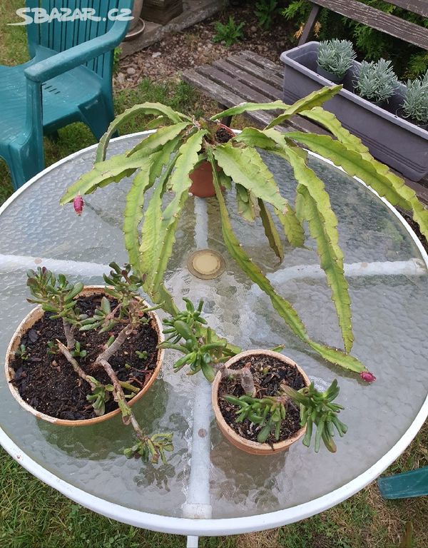 Daruji fylokaktus,aloe Vera, tlustice