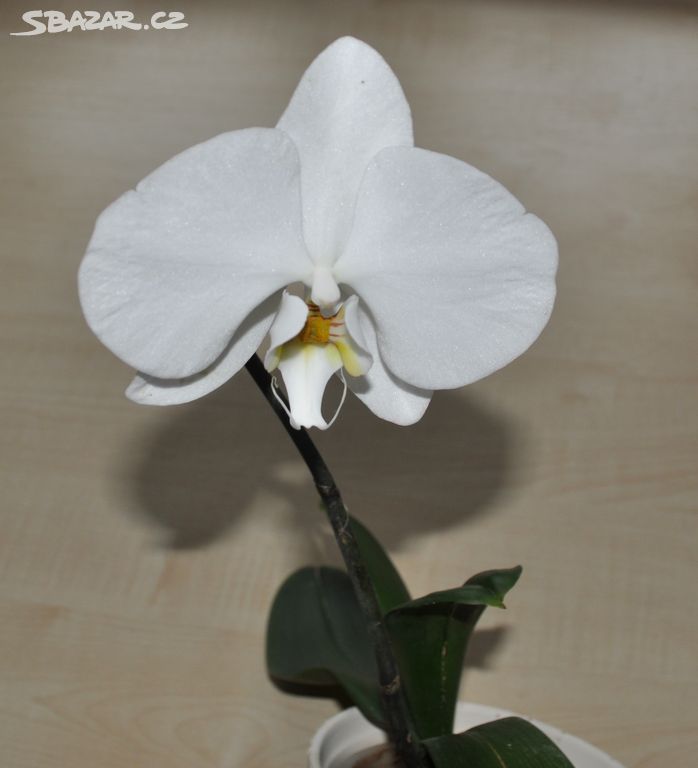 orchidej Phalaenopsis (bílá)