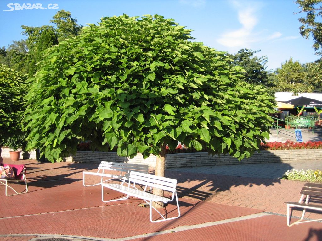 Catalpa zelená