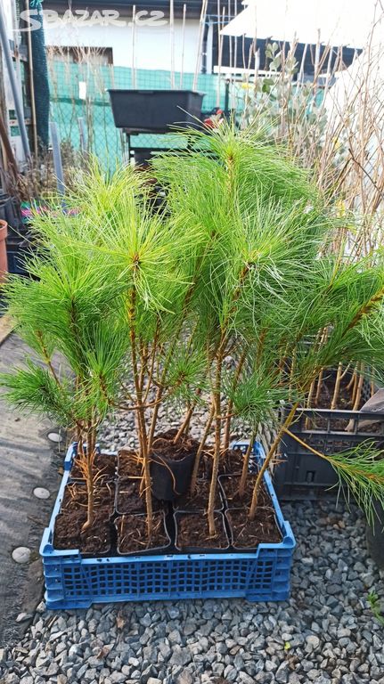 Borovice armandova (Pinus armandii) - 70 cm