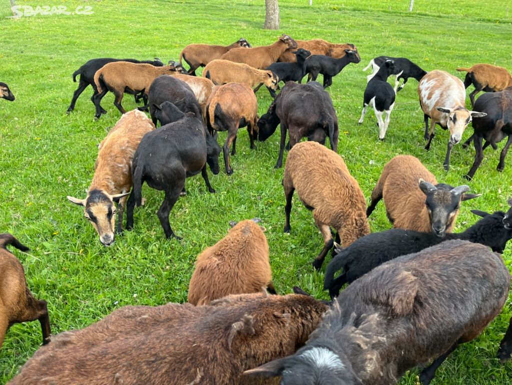 Kamerunské ovce Plzeňsko