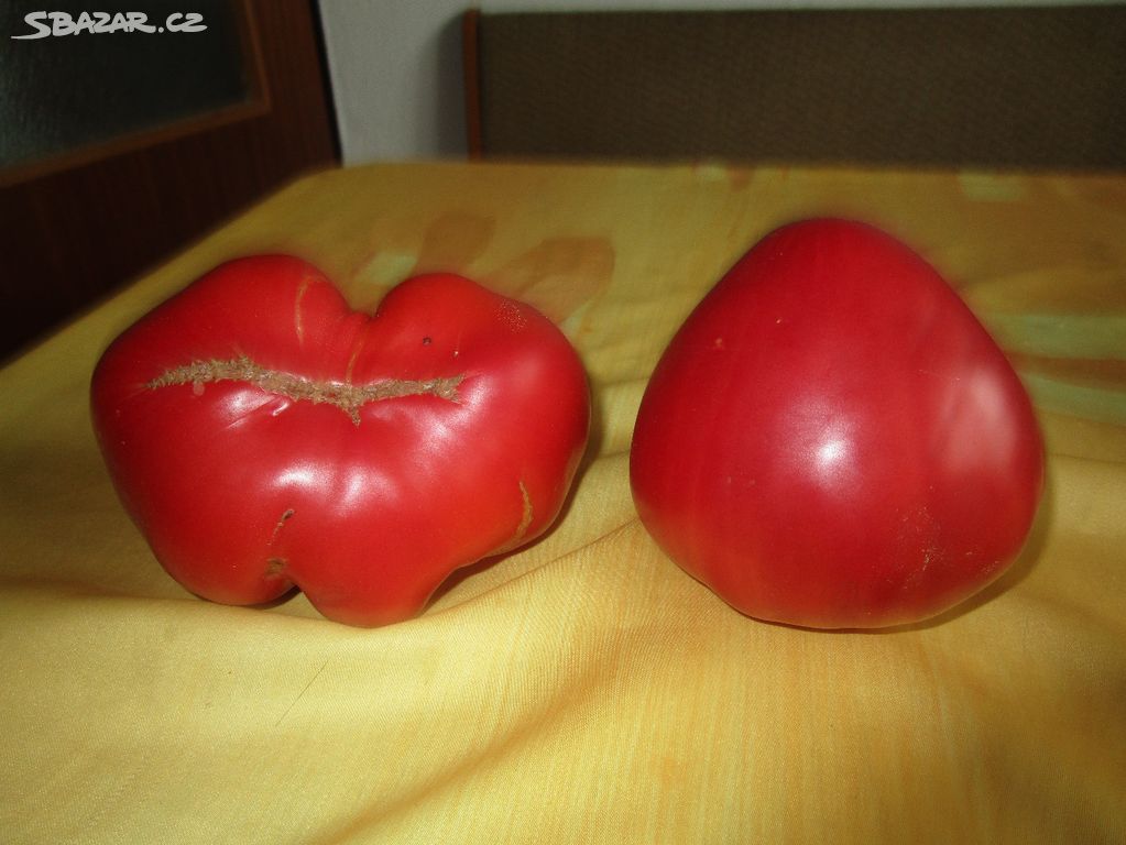 sazenice rajčat