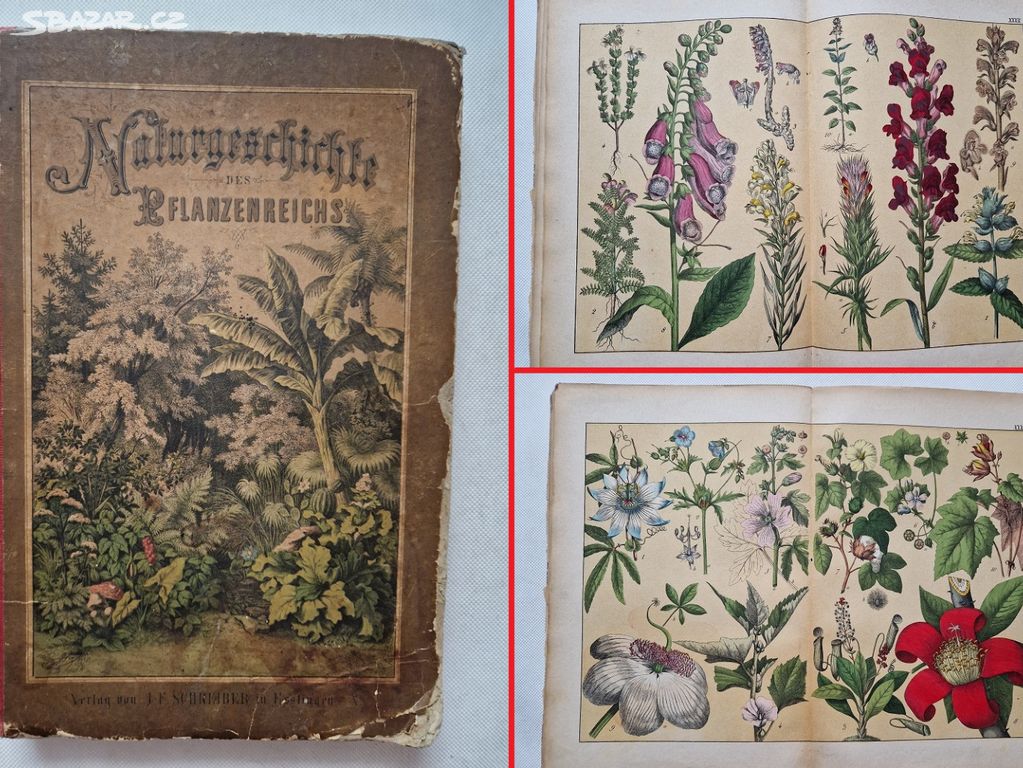 Starožitný přírodopis Schubert 1870 herbář atlas