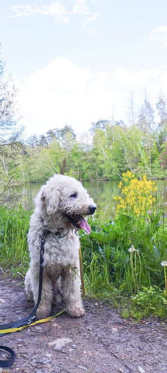 Komondor kudrlinka Maxík k adopci