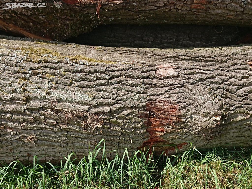 Dub dubové dřevo dubová kulatina řezivo dříví