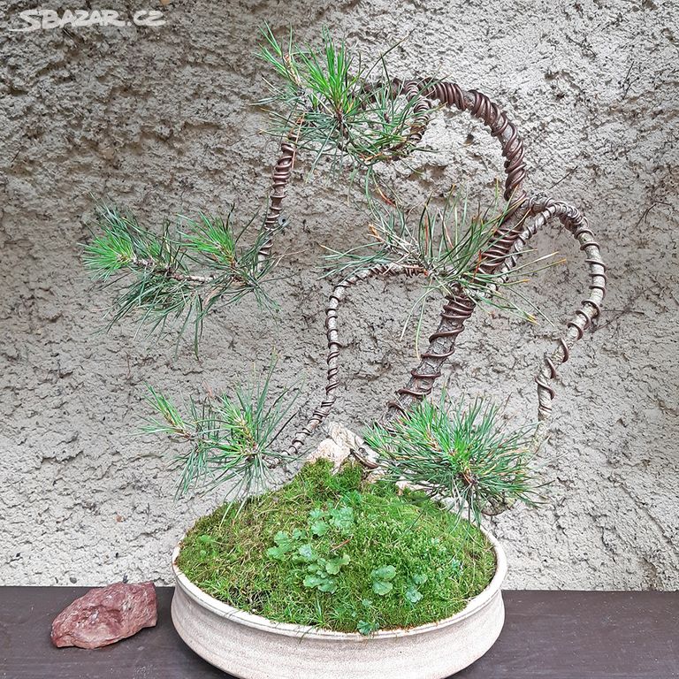 Bonsai v misce - Borovice lesní