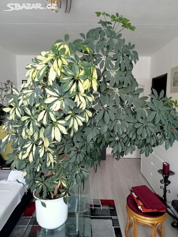 Schefflera, výška 160cm, šířka 130 cm