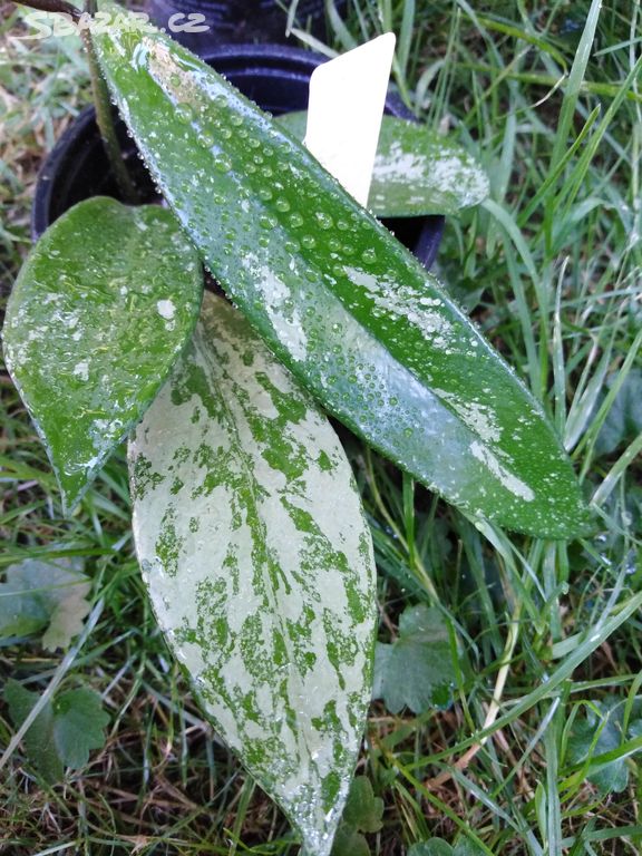 Hoya pubicalyx splash leaves