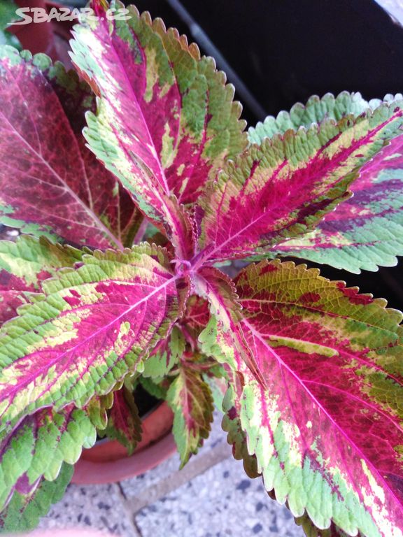 Coleus copa camba