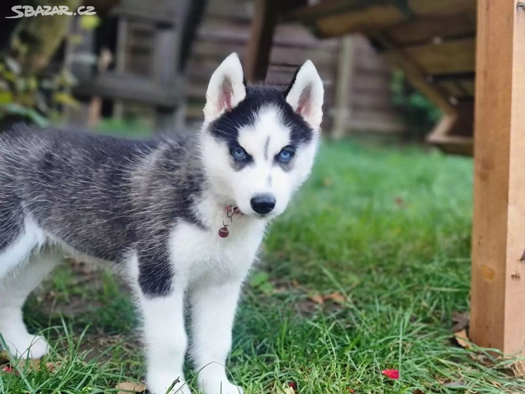 Sibiřský husky štěňata na prodej