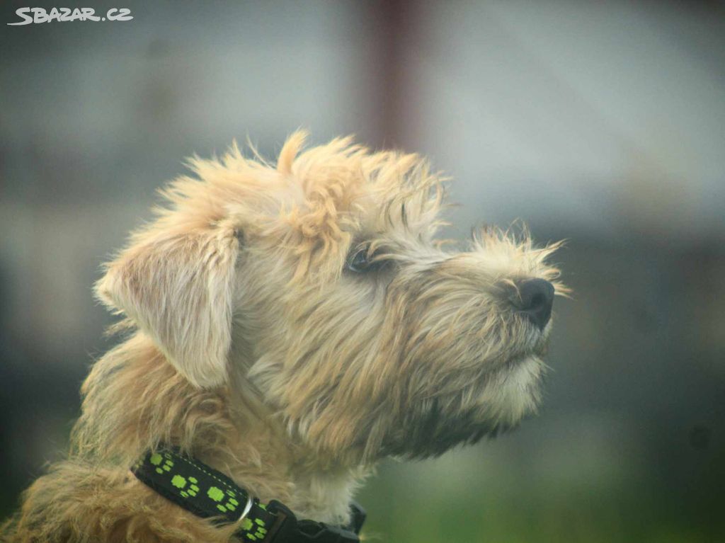 Irish soft coated wheaten teriér