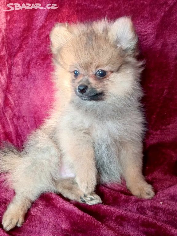 TOP Maličký pejsek NŠ/Pomeranian - Pomeranian Mini