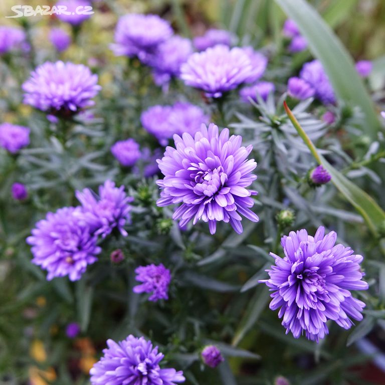 Hvězdnice novobelgická "Henry purple"