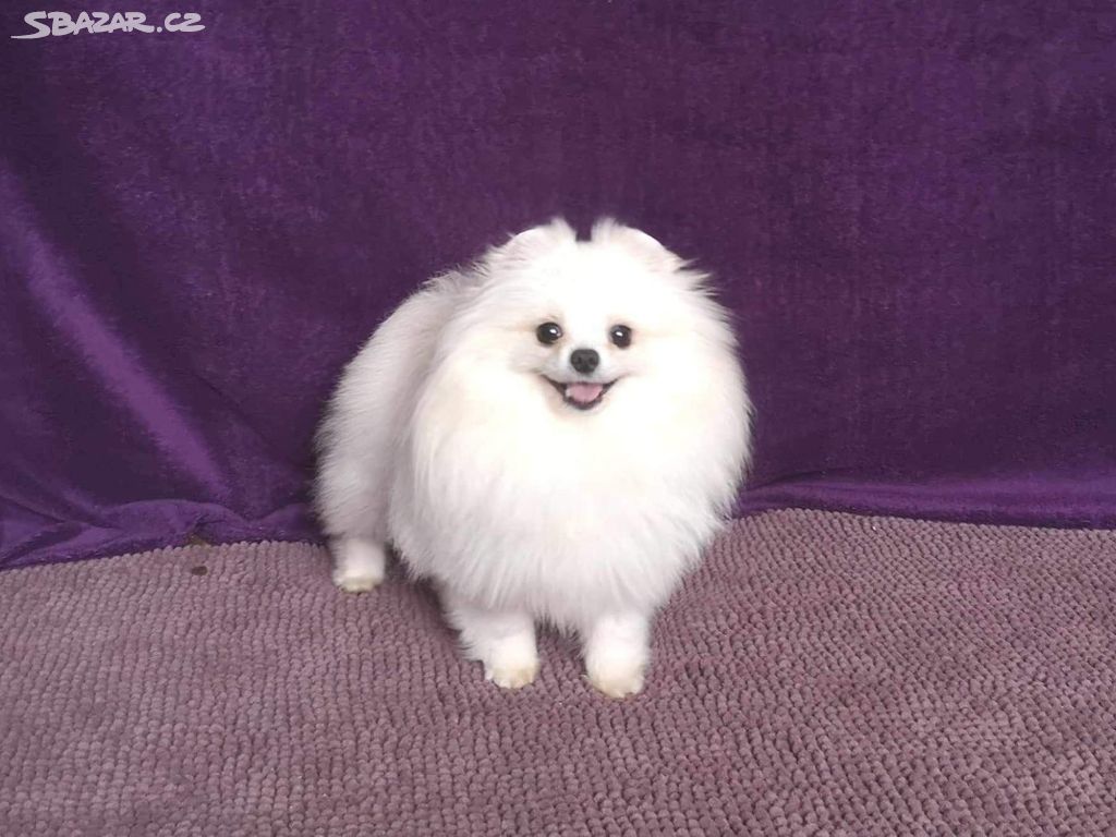 Pomeranian Spitz