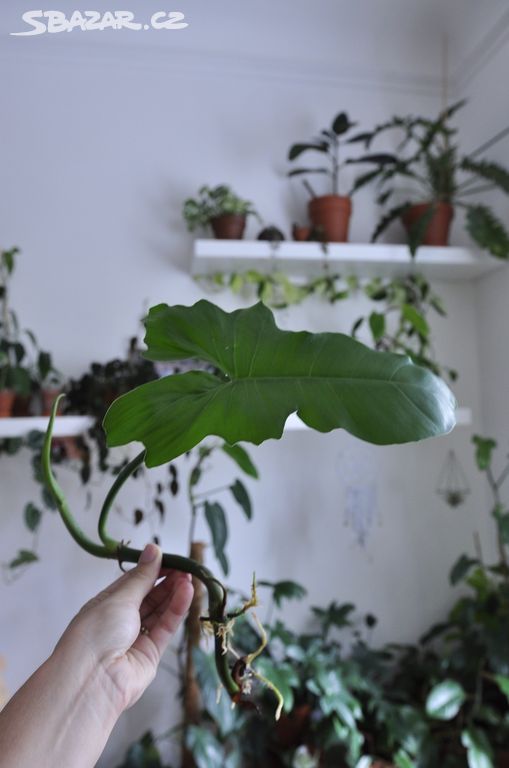 pokojovka Philodendron green dragon