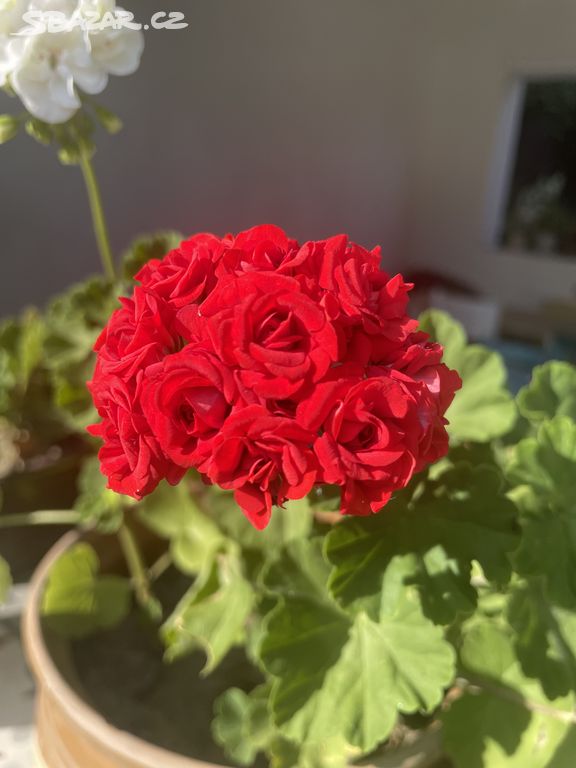 Pelargonie Red Rambler