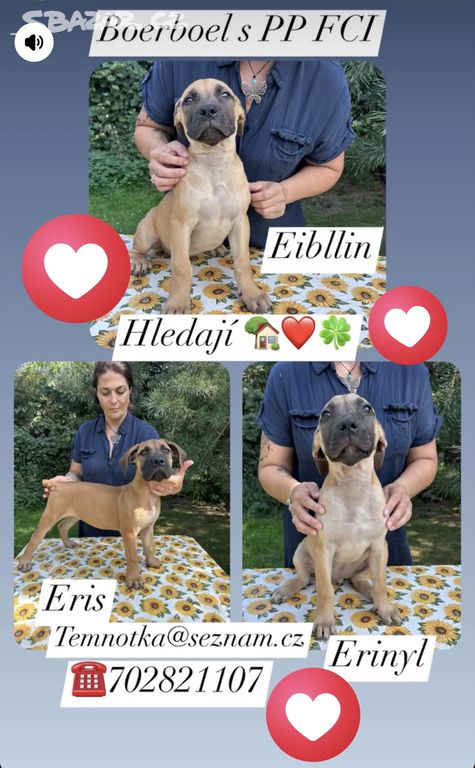 Boerboel s PP FCI